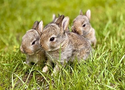 Nachmittag bei den Kleintierz&uuml;chtern