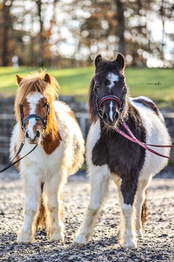 Pony-Nachmittag 