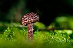 Wiese