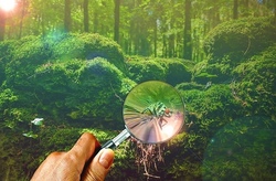 Als Walddetektiv unterwegs