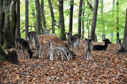 Ausflug zum Wildpark nach Dinklage 