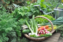 Gemeinsam Gem&uuml;se s&auml;en, ernten & essen &ndash; mit Gartengem&uuml;se Monakultur 