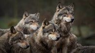 Familienfahrt in das Wolfcenter D&ouml;rverden