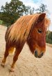 Ein Vormittag auf dem Ponyhof 2