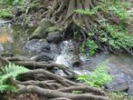 Natur-Olympiade 