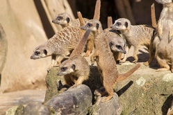 Tierische Erlebnisse im Tierpark Herborn