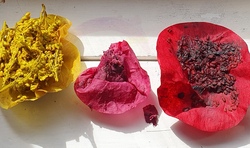Rot wie Mohn - Mit Pflanzenfarben gestalten