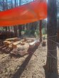 Waldtag mit Marion Gertken I