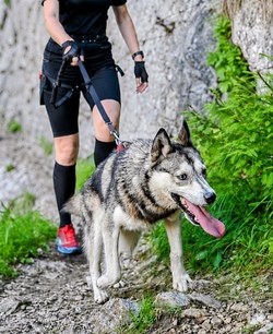 Husky-Run &ndash; Dein sportliches Abenteuer!