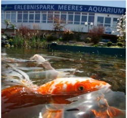 Tauch ein die Welt des Meeresaquariums Zella-Mehlis
