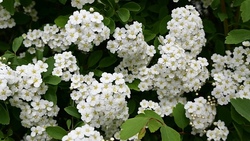 Blumenbild mit echten Blumen