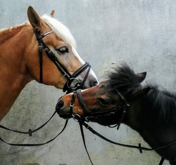 5- Tagesprogramm: Reiten und viel Erleben mit den Ponys/Pferden
