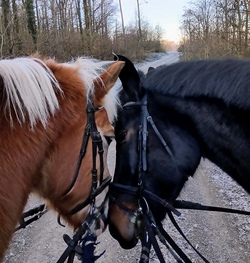 4- Tagesprogramm: Reiten und viel Erleben mit den Ponys/Pferden