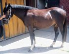 1 Tag Reiten und viel Erleben mit den Ponys/Pferden
