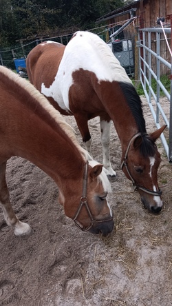 4- Tagesprogramm: Reiten und viel Erleben mit den Ponys/Pferden