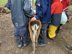 Gro&szlig;es Wolfsrudel