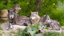 Tierpark Bad Mergentheim