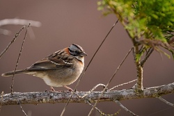 ABGESAGT Vogelforschung mit dem Naturpark-Ranger