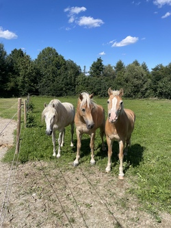 Zwergerlreiten