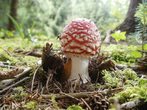 Pilzwanderung