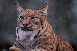 Busfahrt nach Straubing ins Mitmach-Museum Nawareum, anschl. Tierpark 
