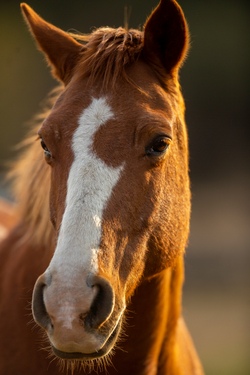 Reiten f&uuml;r Anf&auml;nger