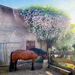 Ponyzeit