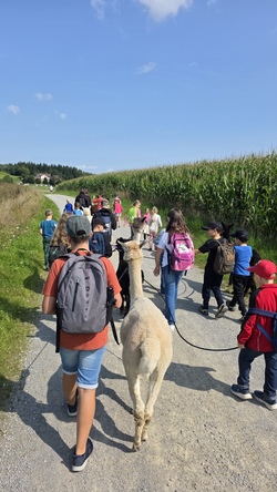 Kuscheln und Wandern mit den Wolfachtal Alpakas