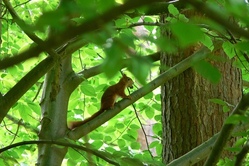 Mit den kleinen Waldtieren die Natur erleben