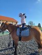Schnuppere in die Welt der Pferde 2