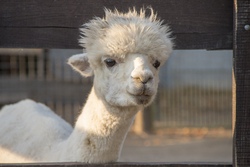 Lama- und Alpakawanderung