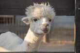 Lama- und Alpakawanderung