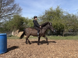 Isi- Going  - Reiten auf Islandpferden
