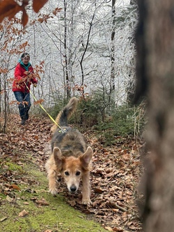 Personensuche mit Hund - Mantrailling