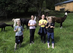 Filzspa&szlig; auf der Lama-Weide