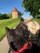 Schatzsuche mit Pferd 