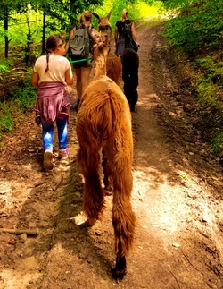 Lama-Wanderung f&uuml;r Kids