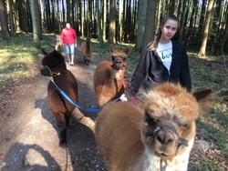 Alpaka Wanderung um Riedhof