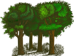 Wald-Erlebnis-Tag (KUP)