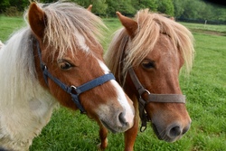 Waldtag - mit Pferden und Ponys in die Natur