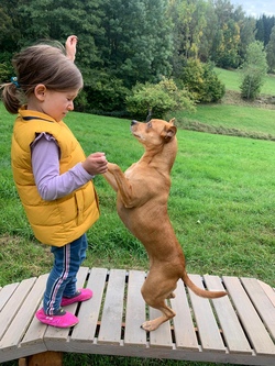 ABGESAGT Dog-Knowledge for Teens mit Therapiehund Luna