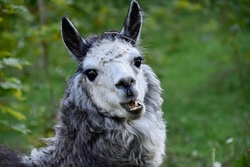 Kinderyoga auf der Alpakawiese (Kids' Yoga in the Alpaca Meadow)