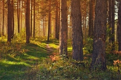Gh&auml;uwaldf&uuml;hrung im Kaywald