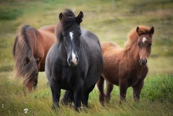  Abenteuer-Erlebnistage mit Islandpferden (Adventure Experience Days with Icelandic Horses)