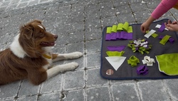 Junior Hundef&uuml;hrerschein (Junior Dog Handling Certificate)
