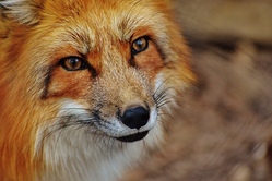 ABGESAGT  - AUSFAHRT ZUM WILDPARK BAD MERGENTHEIM