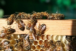 Faszination Bienen