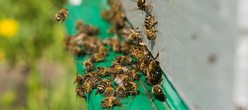 Wunderwelt der Bienen