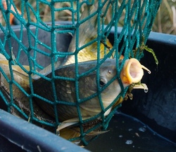 Fischen an der kleinen Vils