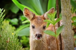 Kleine Kitzretter unterwegs - Wald, Wild & Drohnenflug